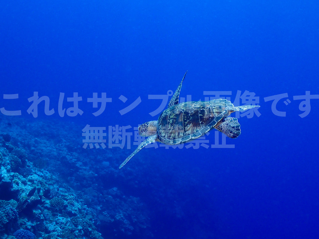 ウミガメ_7