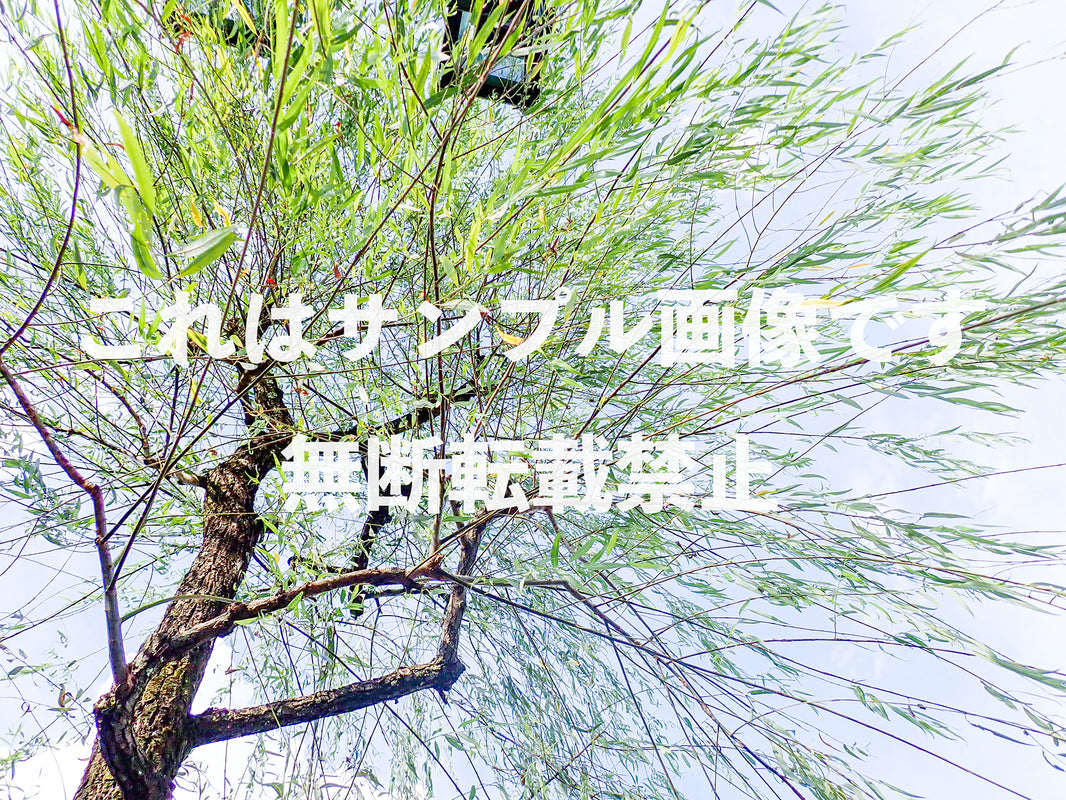 柳の木_1