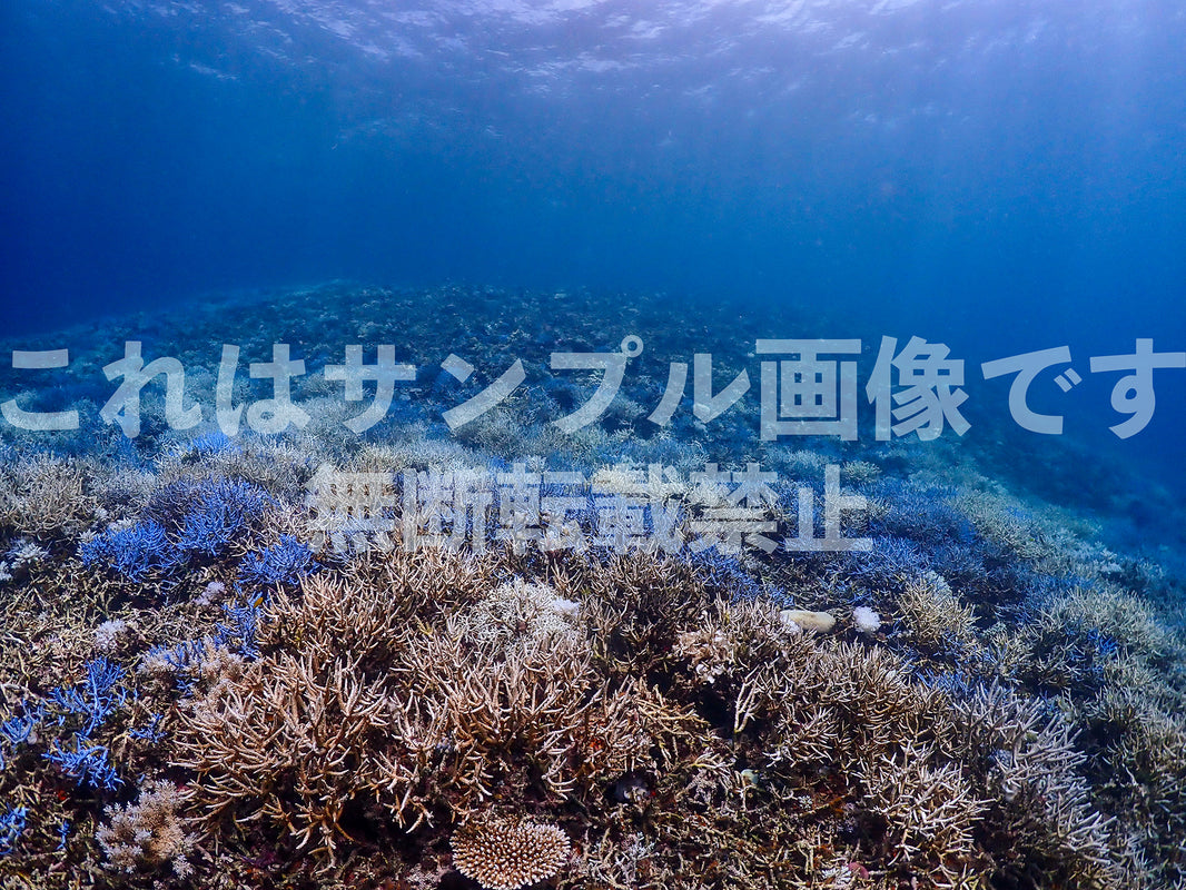 サンゴ礁と魚_41