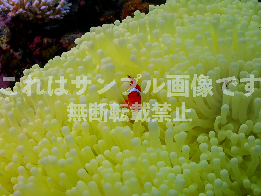 クマノミとイソギンチャク_13