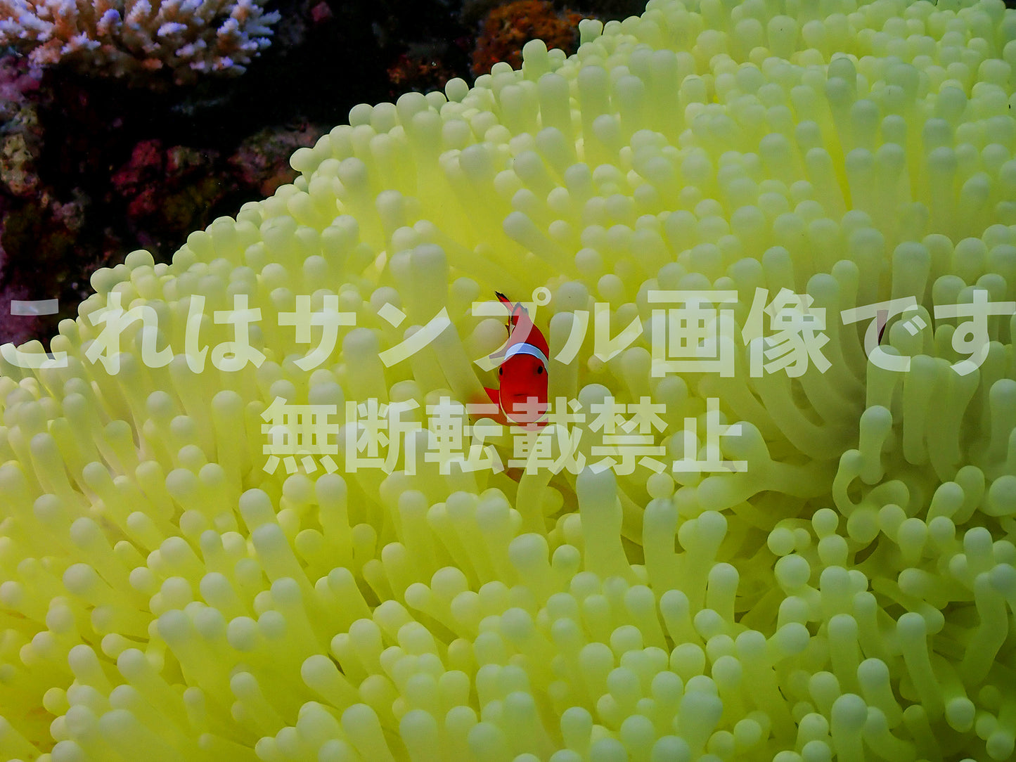 クマノミとイソギンチャク_13